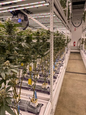Cleaner for Cannabis growing facility