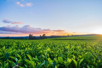 crops growing in a field