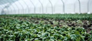 crops growing in a greenhouse