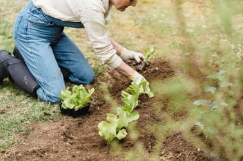 farm working with crops in the field
