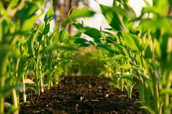 crops growing in a field