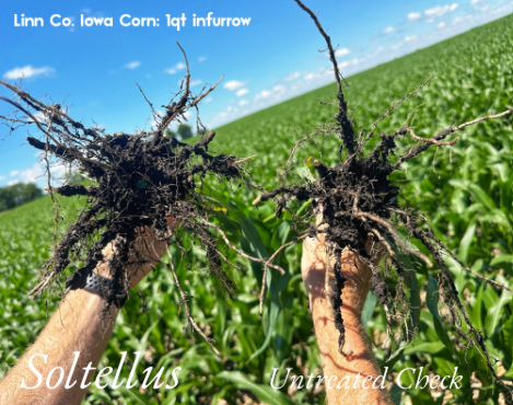 corn trial using Soltellus in Iowa