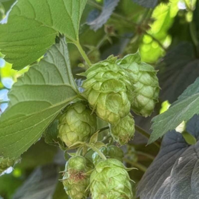 Increase Hops ROI