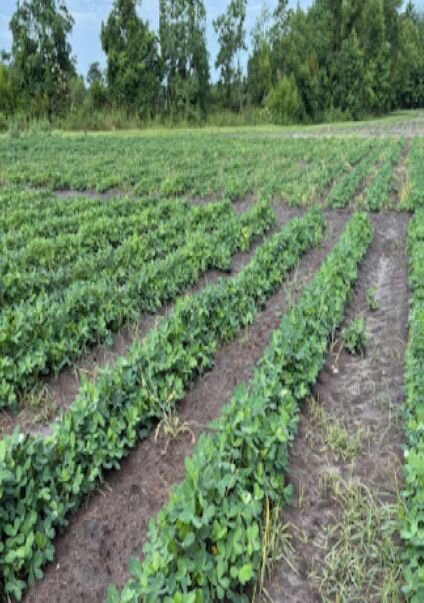 Peanut Kernel quality