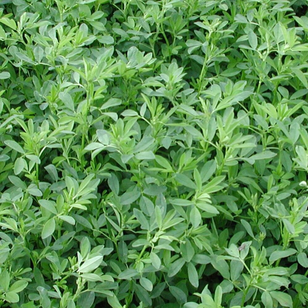 Alfalfa Yield