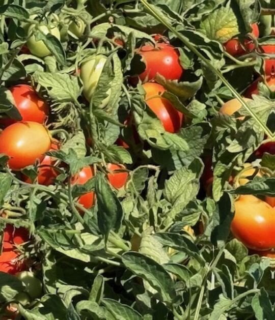 increase tomato yield